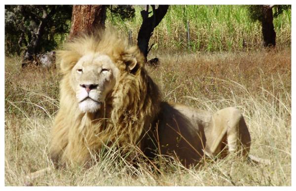 Lion