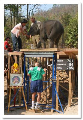 Sri Chinmoy lifting a baby elephant